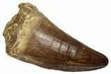 Fossil Prognathodontid Mosasaur Tooth - Morocco #345137-1